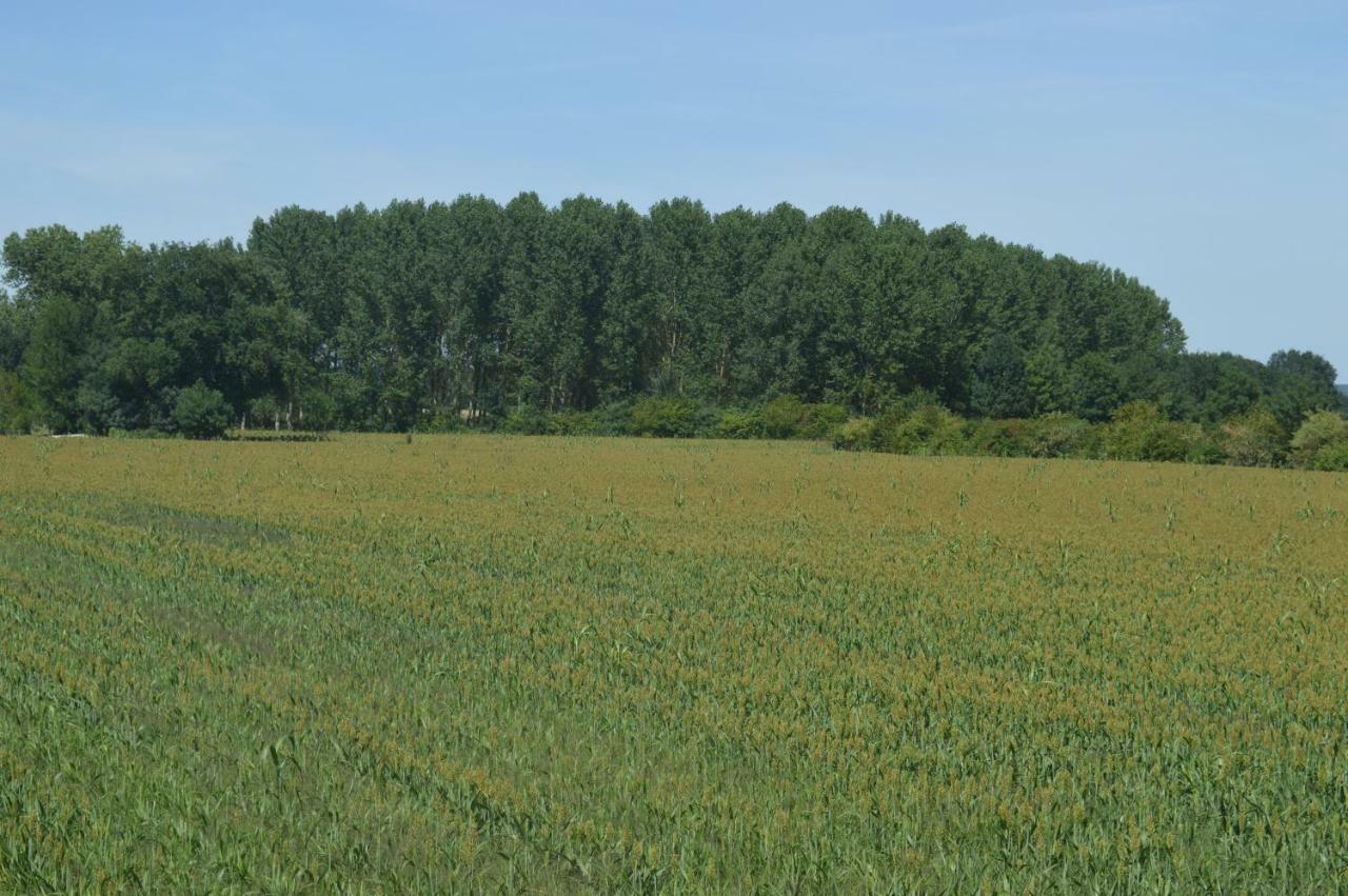 Gite Dans Le Vignoble De Bourgueil Le Port Boulet Εξωτερικό φωτογραφία